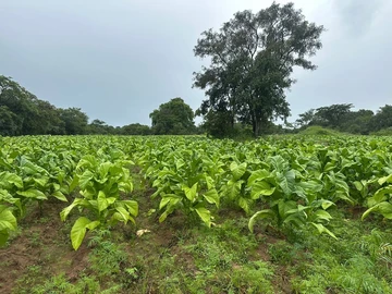 Farm & Agricultural Land