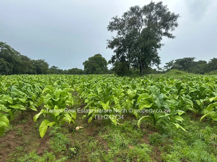 Chegutu Drummond  Farm for Sale!   Ideal for Weddings, Water Resorts, Lodges, Farming and More  